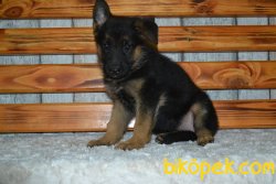ALMAN ÇOBAN KÖPEKLERİ 4
