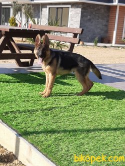 ALMAN ÇOBAN YAVRU 2