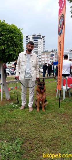 Alman Çoban Yavrular Federasyon Kayıtlı Secereli 5
