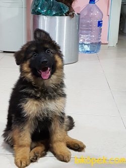 ALMAN ÇOBAN YAVRULARI 1