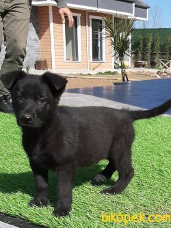 SOLİD BLACK ALMAN ÇOBAN YAVRULARI 4