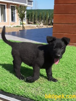 SOLİD BLACK ALMAN ÇOBAN YAVRULARI 1