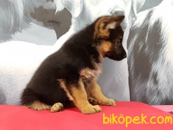 Safkan ALMAN ÇOBAN YAVRULARI 4