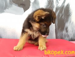 Safkan ALMAN ÇOBAN YAVRULARI 5
