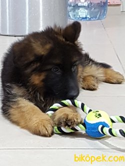 ALMAN ÇOBAN YAVRULARI 4