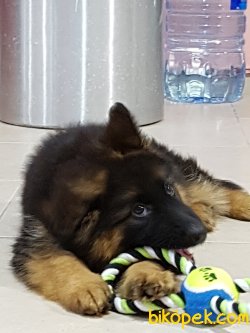 ALMAN ÇOBAN YAVRULARI 3