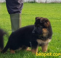 ALMAN ÇOBAN YAVRULARI 2