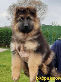 ALMAN ÇOBAN YAVRULARI 1