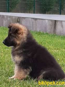 ALMAN ÇOBAN YAVRULARI LONG HAİR 5
