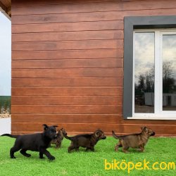 SOLİD BLACK Alman Çoban Yavrumuz 1