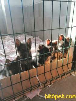 Alman Kurdu (çoban Köpeği) SAFKAN 2