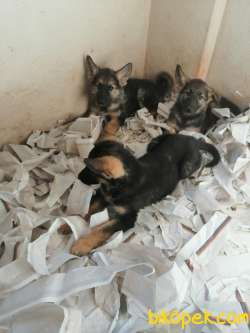 Alman Kurdu (çoban Köpeği) SAFKAN 1