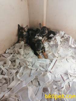 Alman Kurdu (çoban Köpeği) SAFKAN 4