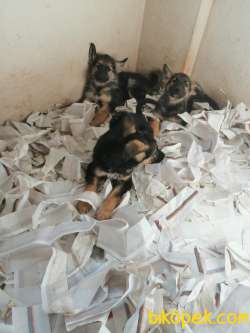 Alman Kurdu (çoban Köpeği) SAFKAN 3