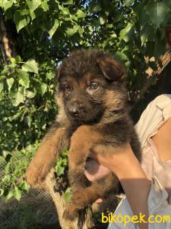 ALMAN KURDU K9 KÖPEĞİ SHOWLINE 3