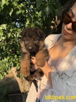 ALMAN KURDU K9 KÖPEĞİ SHOWLINE 5