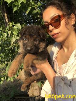 ALMAN KURDU K9 KÖPEĞİ SHOWLINE 1