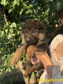 ALMAN KURDU K9 KÖPEĞİ SHOWLINE 2