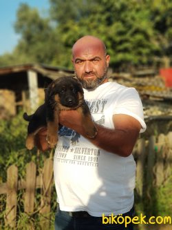 ALMAN KURDU YAVRULAR 5