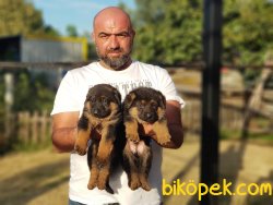 ALMAN KURDU YAVRULAR 3
