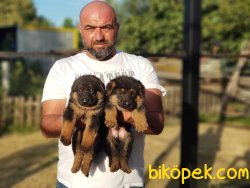 ALMAN KURDU YAVRULAR 1