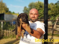 ALMAN KURDU YAVRULAR 4