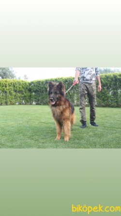 Alman Kurdu Yavruları 2