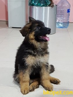 ALMAN KURDU YAVRULARI 2