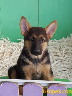 ALMAN KURDU YAVRULARI 3