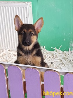 ALMAN KURDU YAVRULARI 1