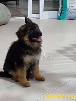 ALMAN KURDU YAVRULARI  Asıları Tam 3