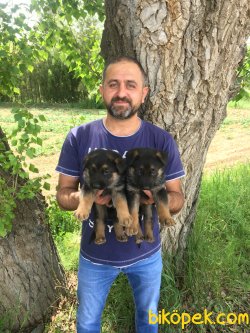 Alman Kurdu Yavrularımız Aşılı Kimlikli Teslim 5