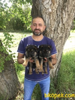 Alman Kurdu Yavrularımız Aşılı Kimlikli Teslim 1
