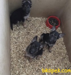 Alman Kurdu Yavrularımız Aşılı Kimlikli Teslim 3