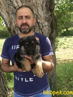 Alman Kurdu Yavrularımız Aşılı Kimlikli Teslim 2