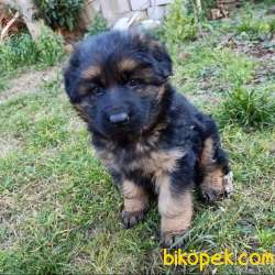 SCR BELGELİ ÜST DÜZEY DİŞİ ALMAN KURDU 2