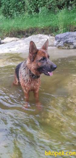 Alman Kurtu(k 9) Dışı 2.5yaşında.yeni Doğmuş.beli Düşük.attığımli 3