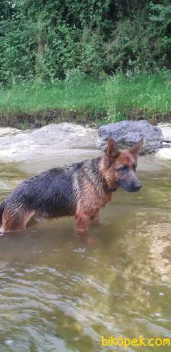 Alman Kurtu(k 9) Dışı 2.5yaşında.yeni Doğmuş.beli Düşük.attığımli 1