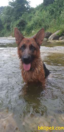 Alman Kurtu(k 9) Dışı 2.5yaşında.yeni Doğmuş.beli Düşük.attığımli 2