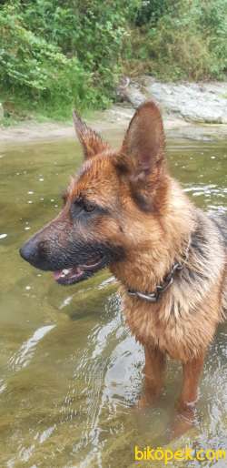 Alman Kurtu(k 9) Dışı 2.5yaşında.yeni Doğmuş.beli Düşük.attığımli 5