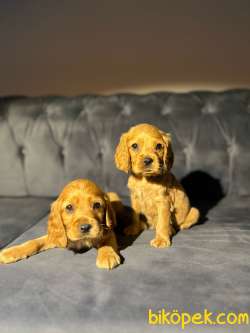 Altın Renk Erkek Ve Dişi Cocker Spaniel 3