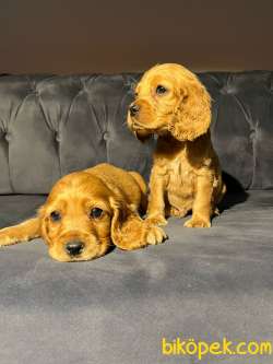 Altın Renk Erkek Ve Dişi Cocker Spaniel 2