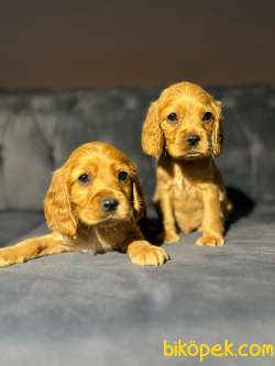 Altın Renk Erkek Ve Dişi Cocker Spaniel 4