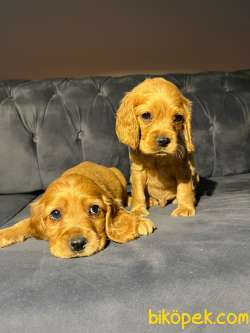 Altın Renk Erkek Ve Dişi Cocker Spaniel 1