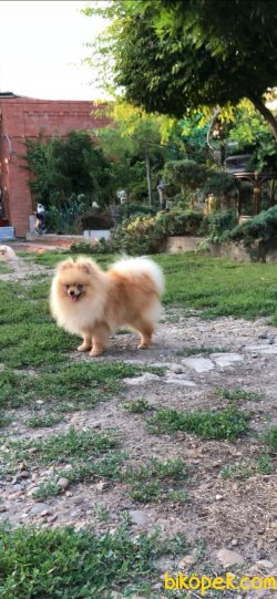 Alvin Teddy Bear Pomeranian Boo Ayı Surat 2