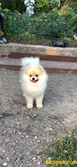 Alvin Teddy Bear Pomeranian Boo Ayı Surat 3