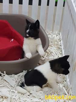 AMERİCA   AKITA YAVRULARI (HAÇİKO) 3
