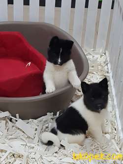 AMERİCA   AKITA YAVRULARI (HAÇİKO) 2