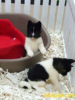 AMERİCA   AKITA YAVRULARI (HAÇİKO) 5