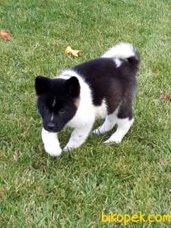 AMERİCA   AKITA YAVRULARI (HAÇİKO) 5